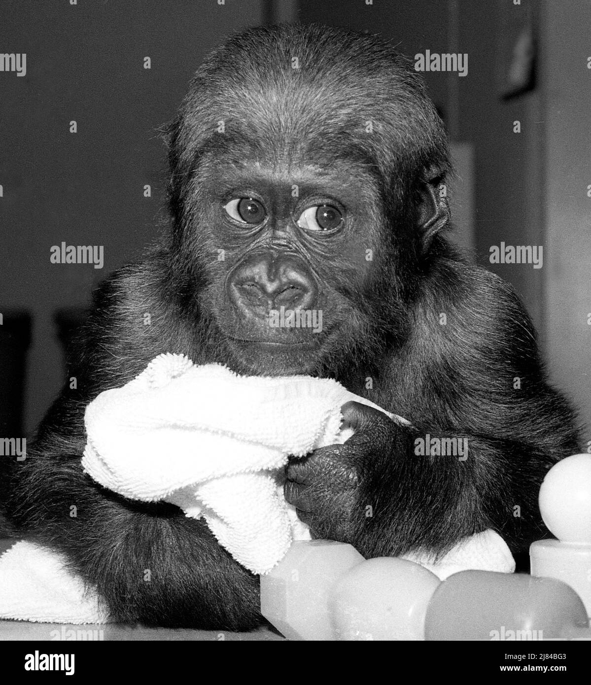 Baby gorilla at a zoo nursery Stock Photo