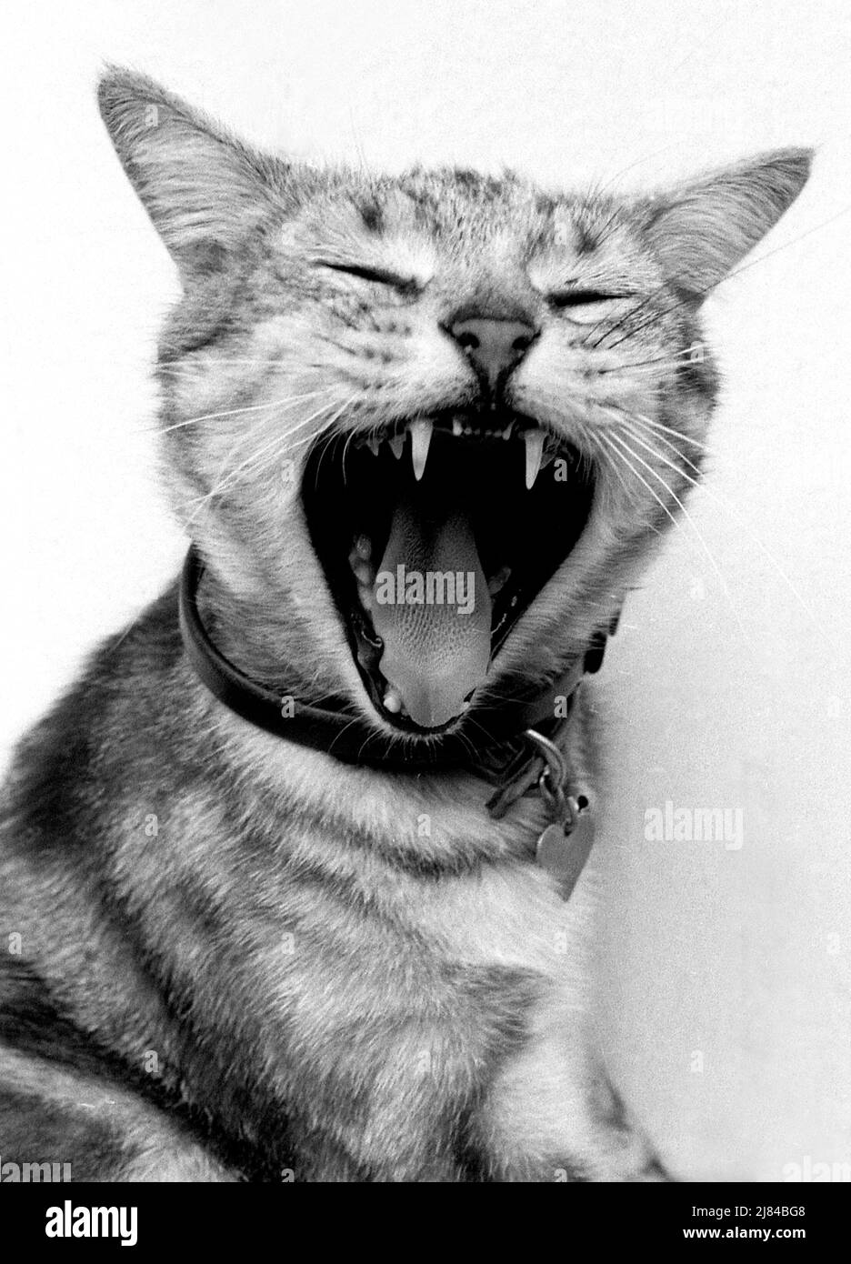 Cat yawning Stock Photo