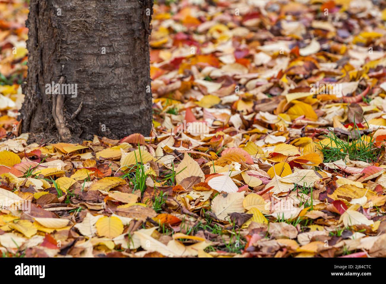 Fallen Autumn Leaves, a carpet of fall leaves at the base of a tree ...