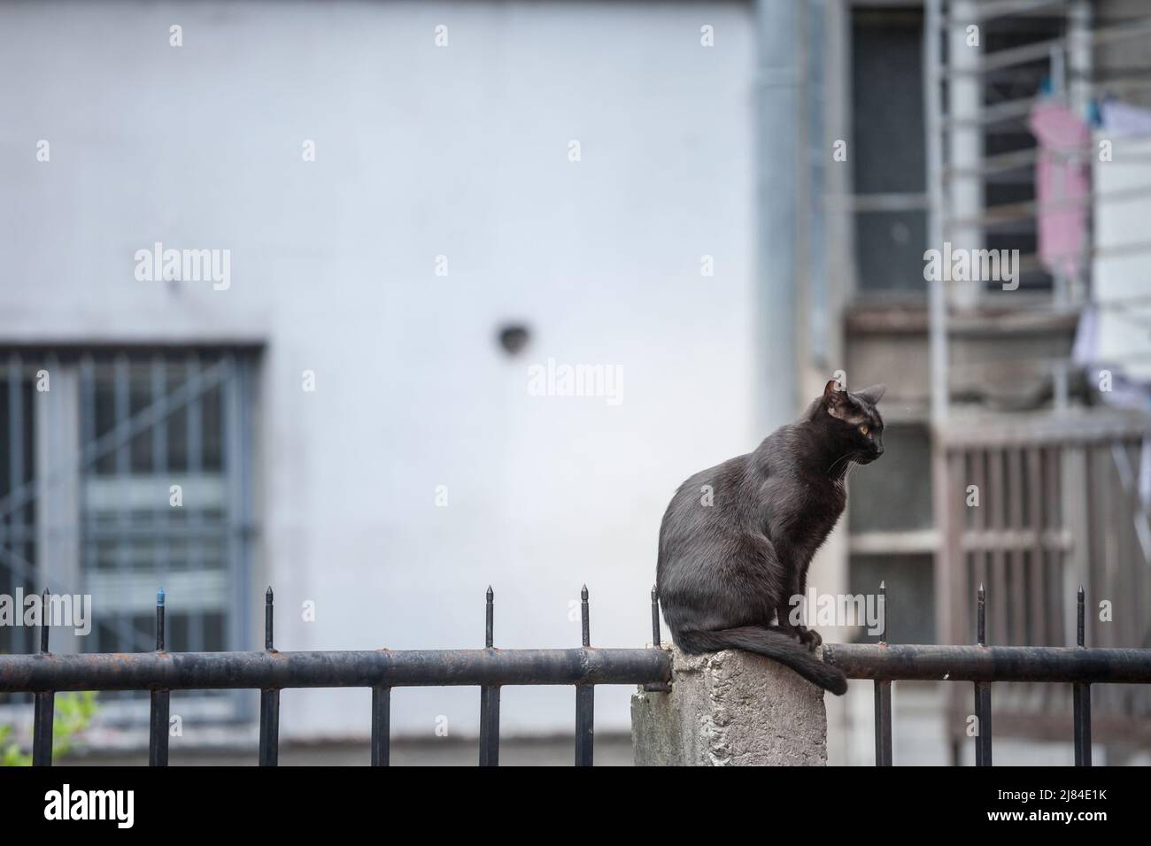 Picture of a stray black cat, standing at the top of a wall Stock Photo ...