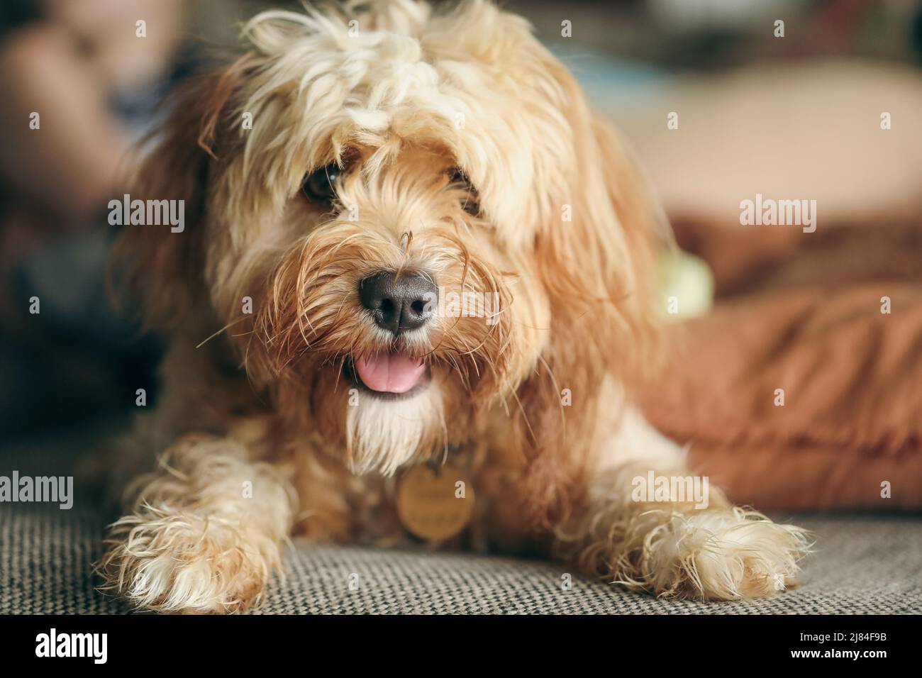 Young Cavoodle toy poodle lying on bed. Specialty breed dog. Stock Photo