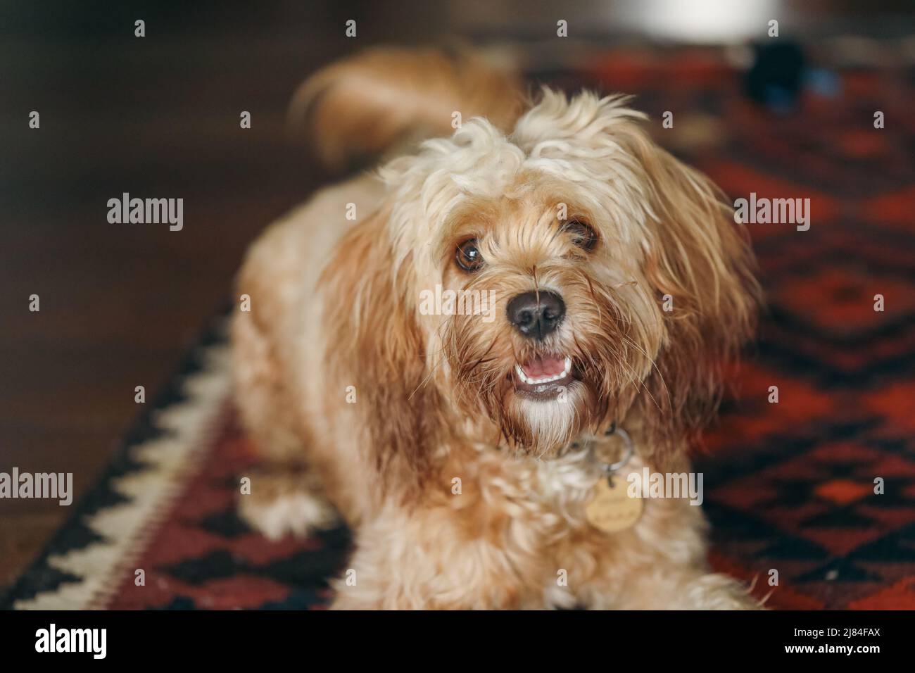 Young Cavoodle toy poodle dog lying floor rug Stock Photo