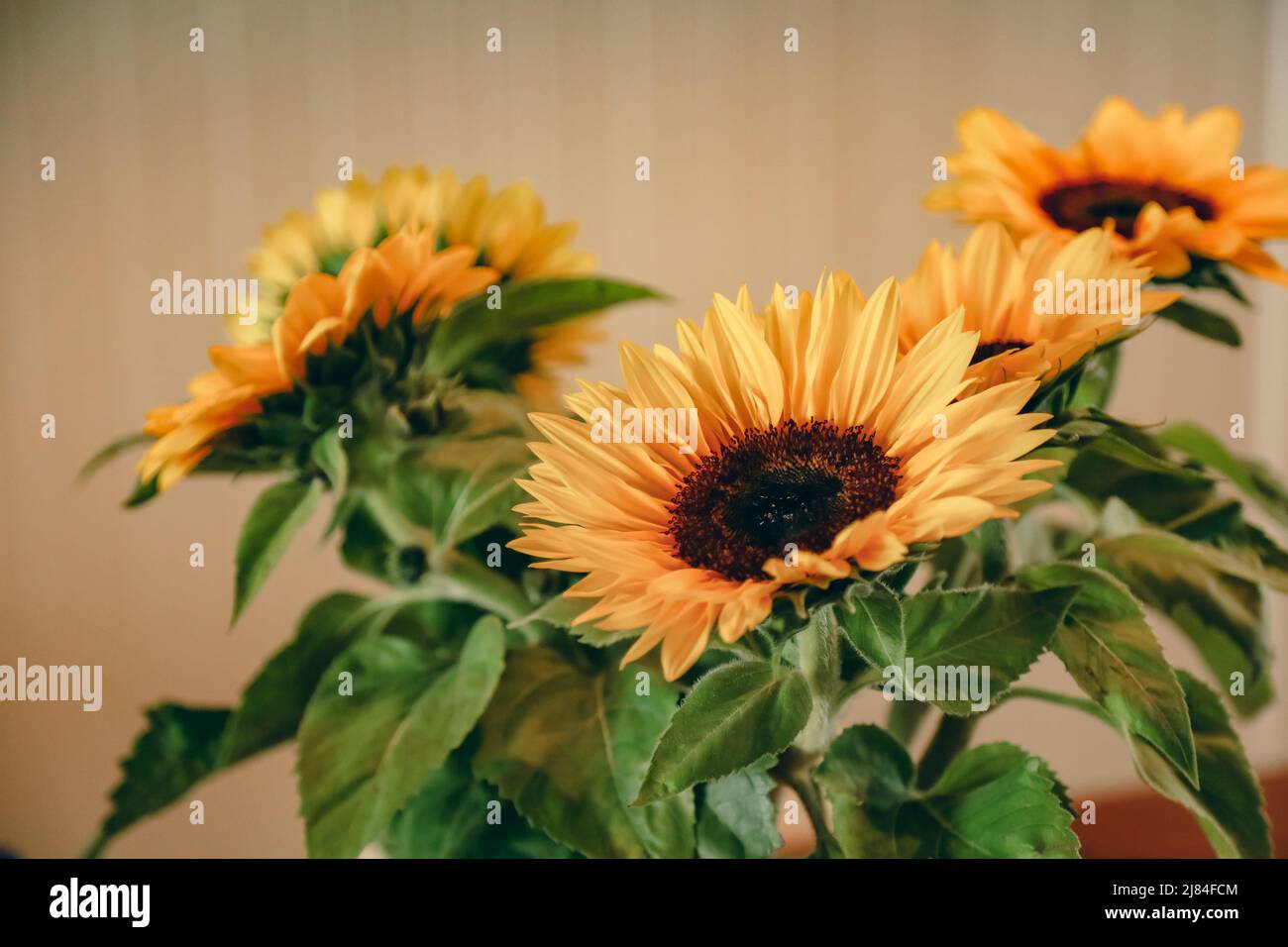 Bundle of sunflower blooms on kitchen table. House interior decorating. Stock Photo