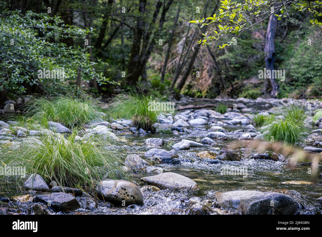 The Big Sur river, a National Wild and Scenic River. Early morning in May. Stock Photo
