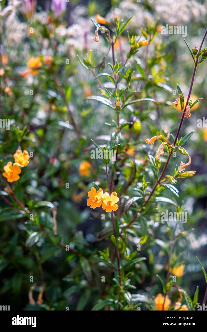 Sticky Monkey Flower, a California native plant. Growing along the Pine Ridge Trail in Big Sur CA Stock Photo