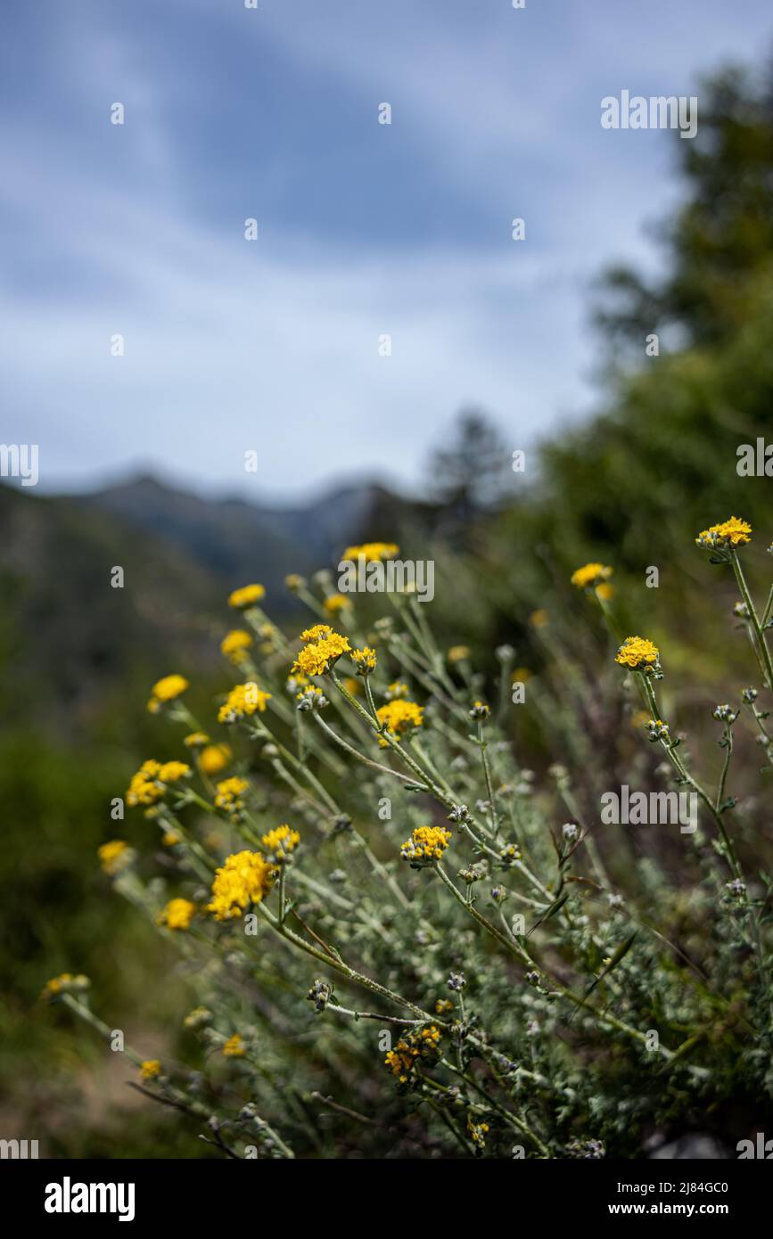 Golden Yarrow along the Pine Ridge Trail in Big Sur CA Stock Photo