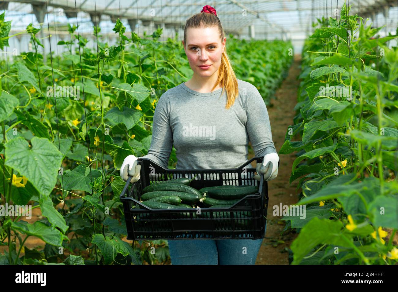 Female farmer carrying box with cucumbers Stock Photo