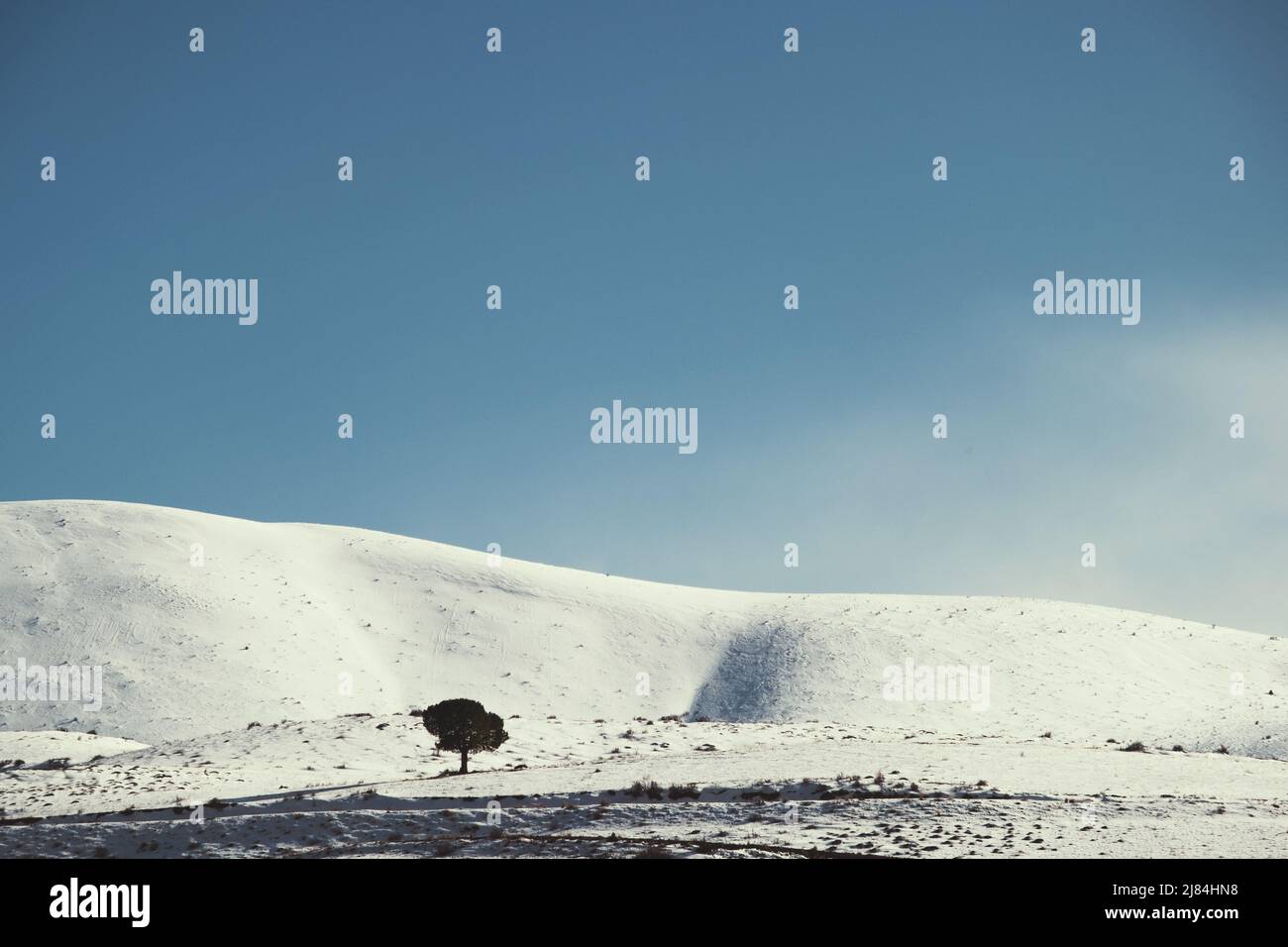 Landscape shot of Snowy hill and a single tree Stock Photo - Alamy