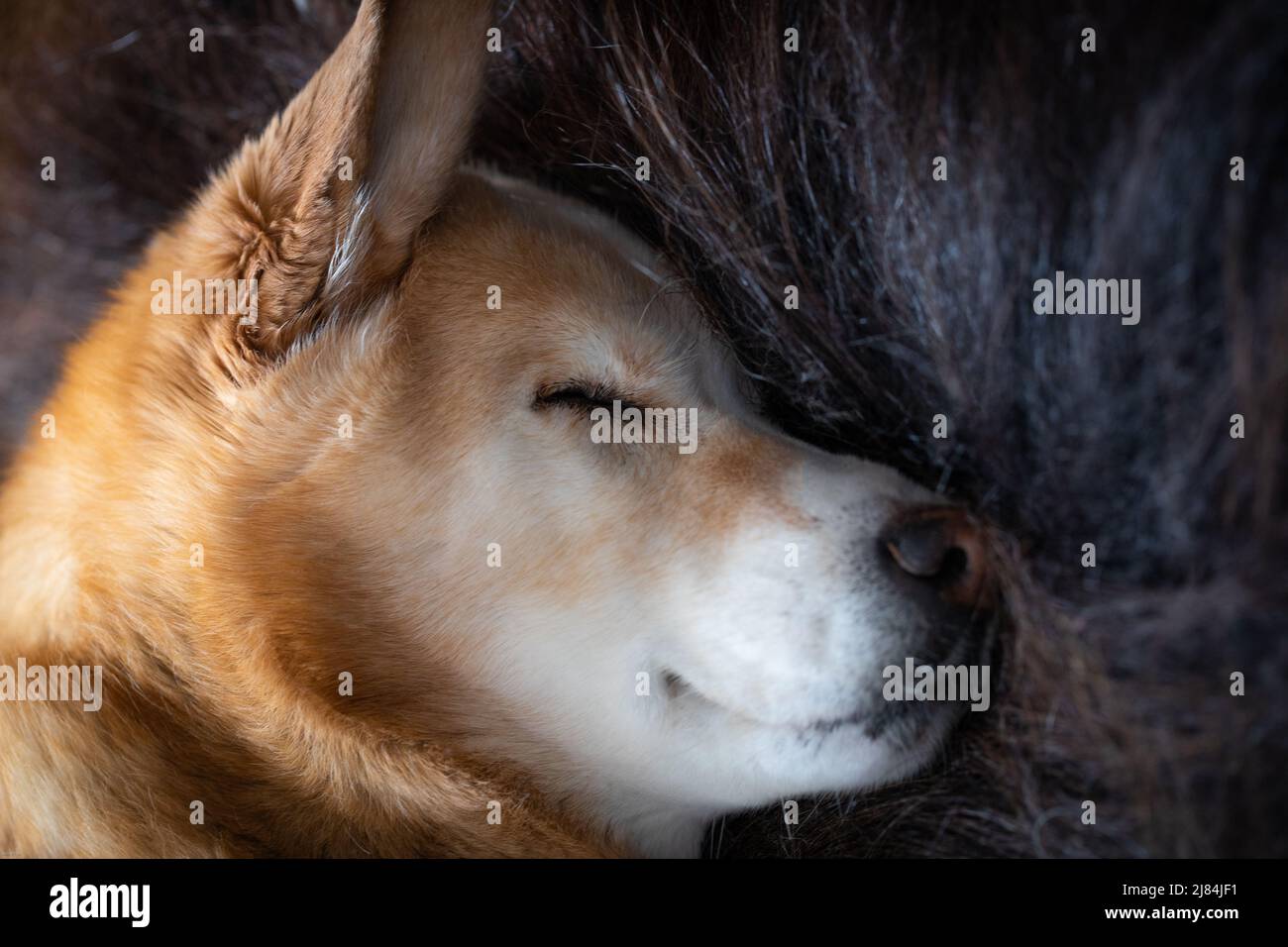 Close-up of a sleeping yellow Labrador Retriever dog lying on a long-haired rug of muskox, Arviat, Nunavut Canada Stock Photo