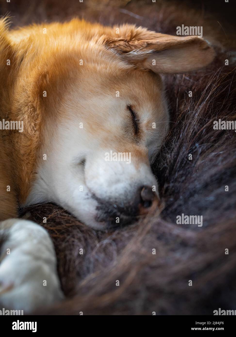 Close-up of a sleeping yellow Labrador Retriever dog lying on a long-haired rug of muskox, Arviat, Nunavut Canada Stock Photo