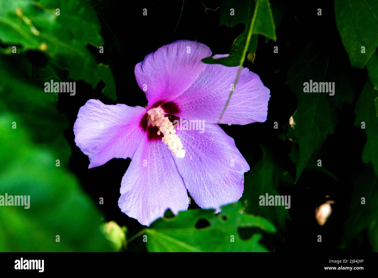 Beautiful wild flower garden hi-res stock photography and images - Alamy