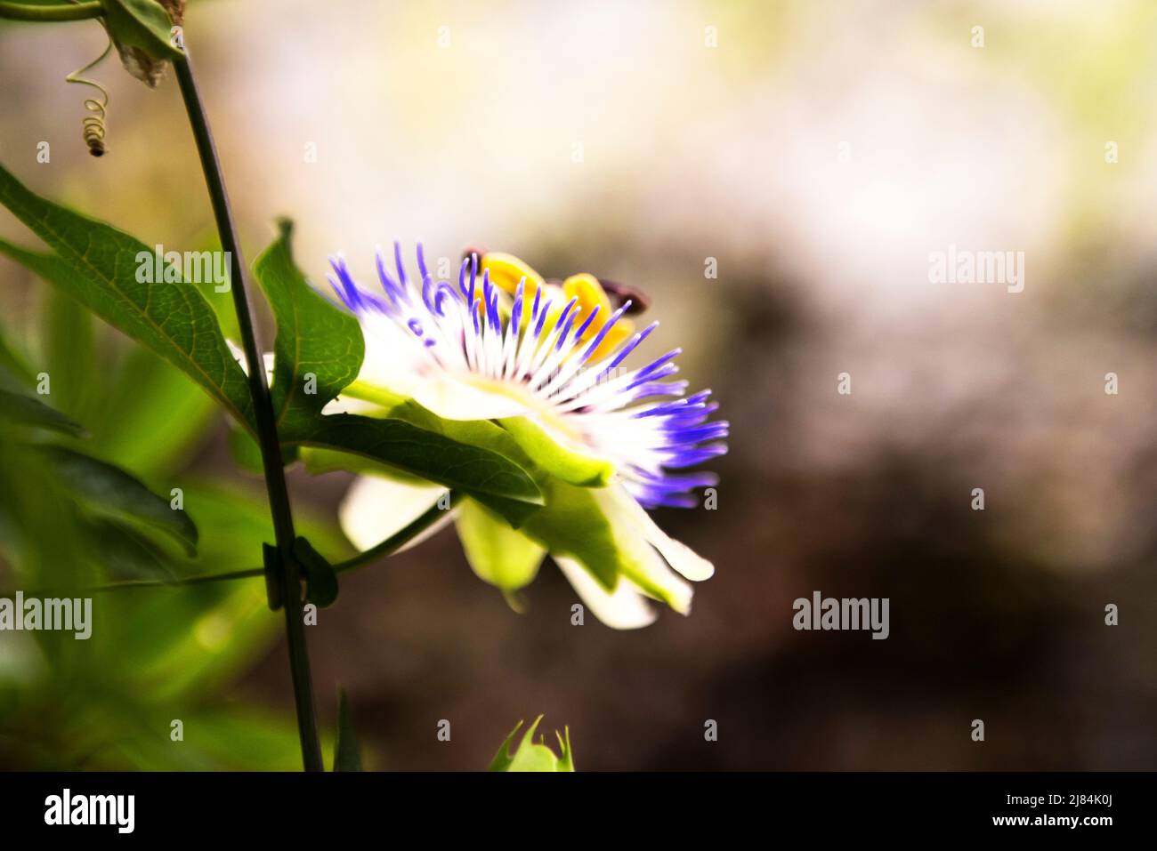 Beautiful wild flower garden hi-res stock photography and images - Alamy
