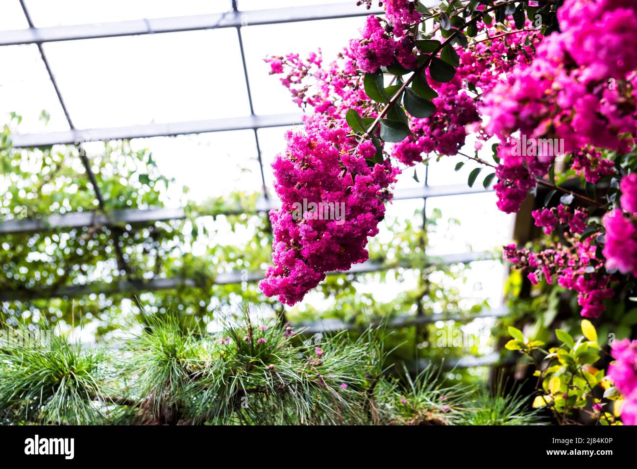 Beautiful wild flower garden hi-res stock photography and images - Alamy