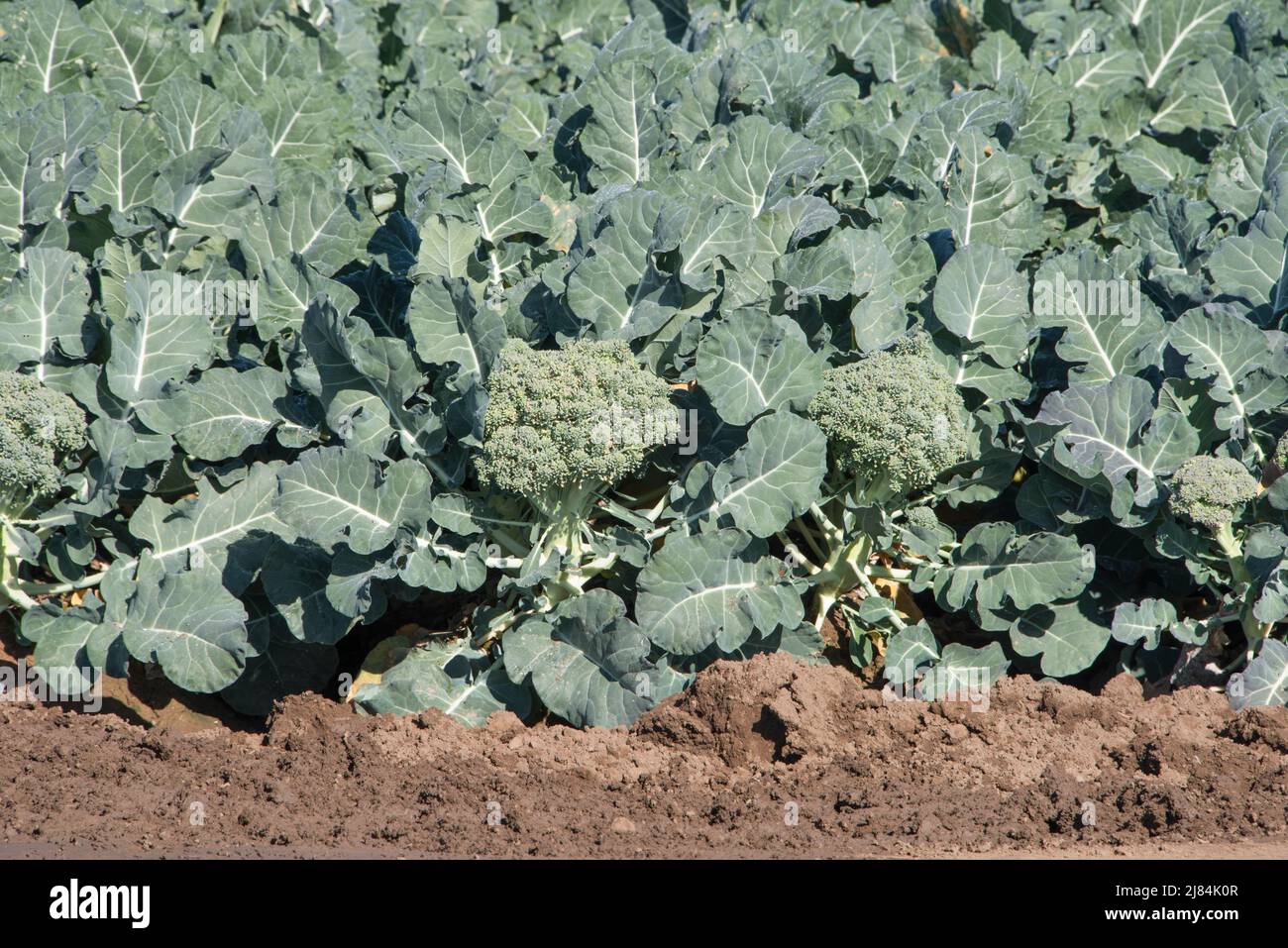 Ripe vegetables are ready for harvest or being harvested, Yuma, Arizona
