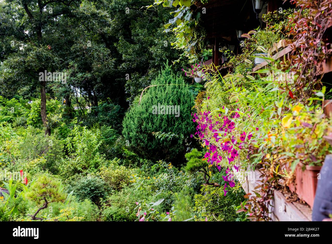 Beautiful wild flower garden hi-res stock photography and images - Alamy