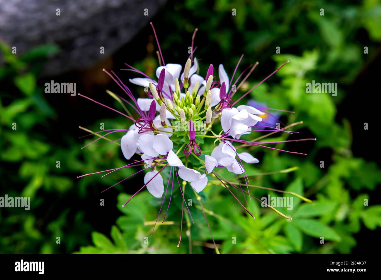 Beautiful wild flower garden hi-res stock photography and images - Alamy