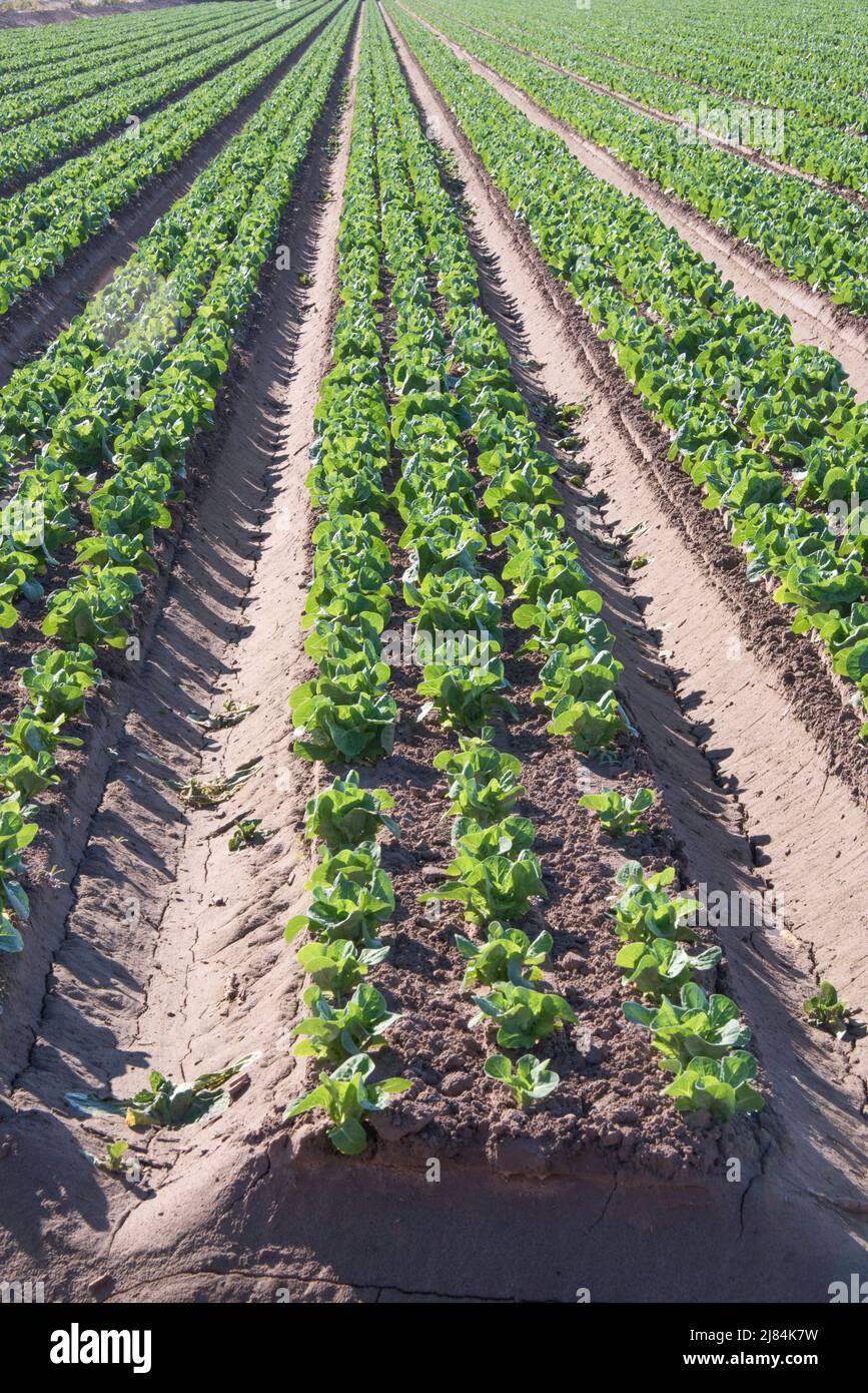 Truck crops of vegetables, grow in straight rows so they can be flood