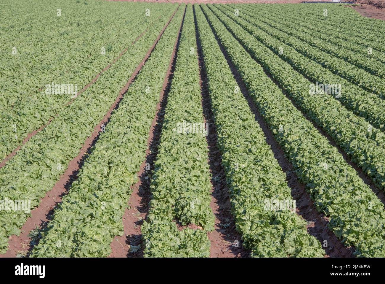 Truck crops of vegetables, grow in straight rows so they can be flood irrigated. Arid west. Yuma, Arizona Stock Photo