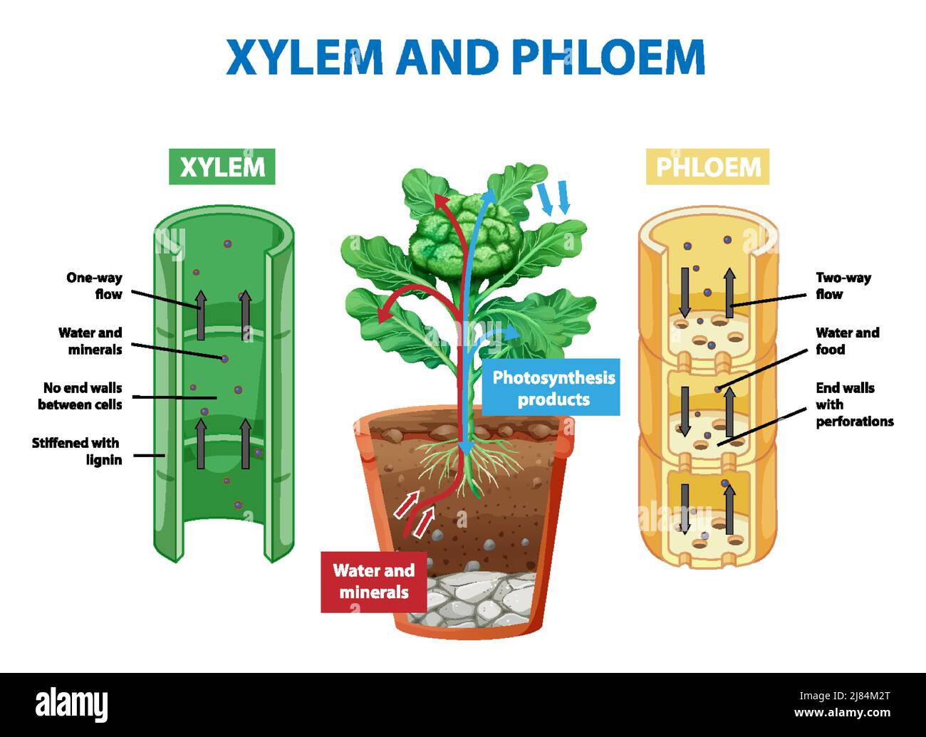 Diagram showing xylem and phloem in plant illustration Stock Vector