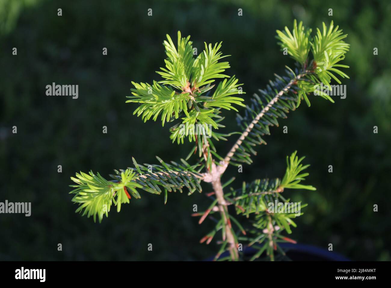 New Growth on a Young Balsam Fir Tree Stock Photo Alamy
