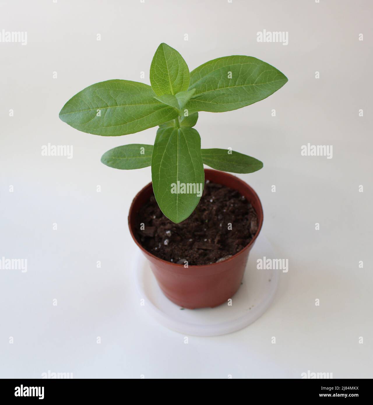 A Young Zinnia Plant in a Plastic Pot Stock Photo
