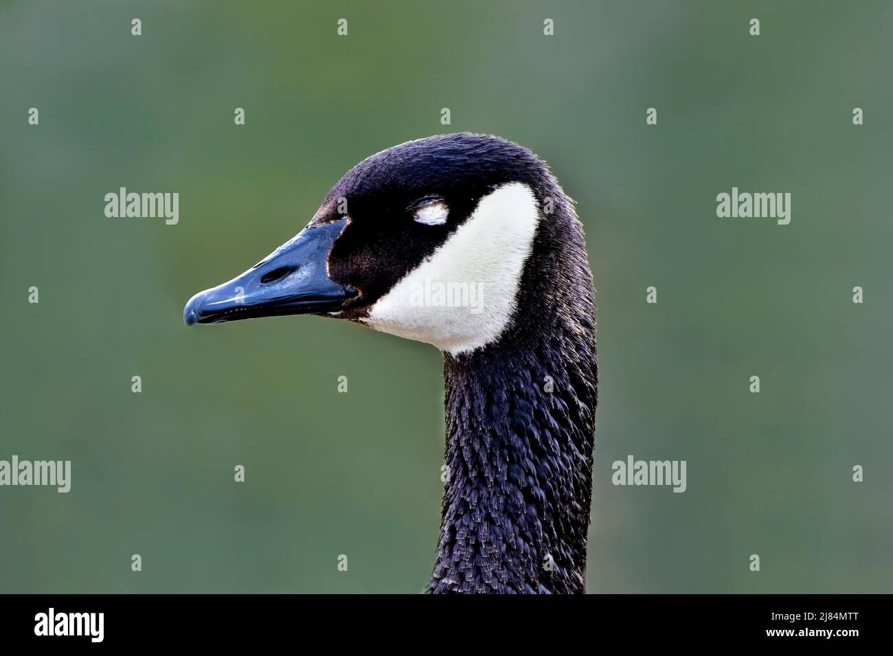 Male canada goose hi-res stock photography and images - Alamy