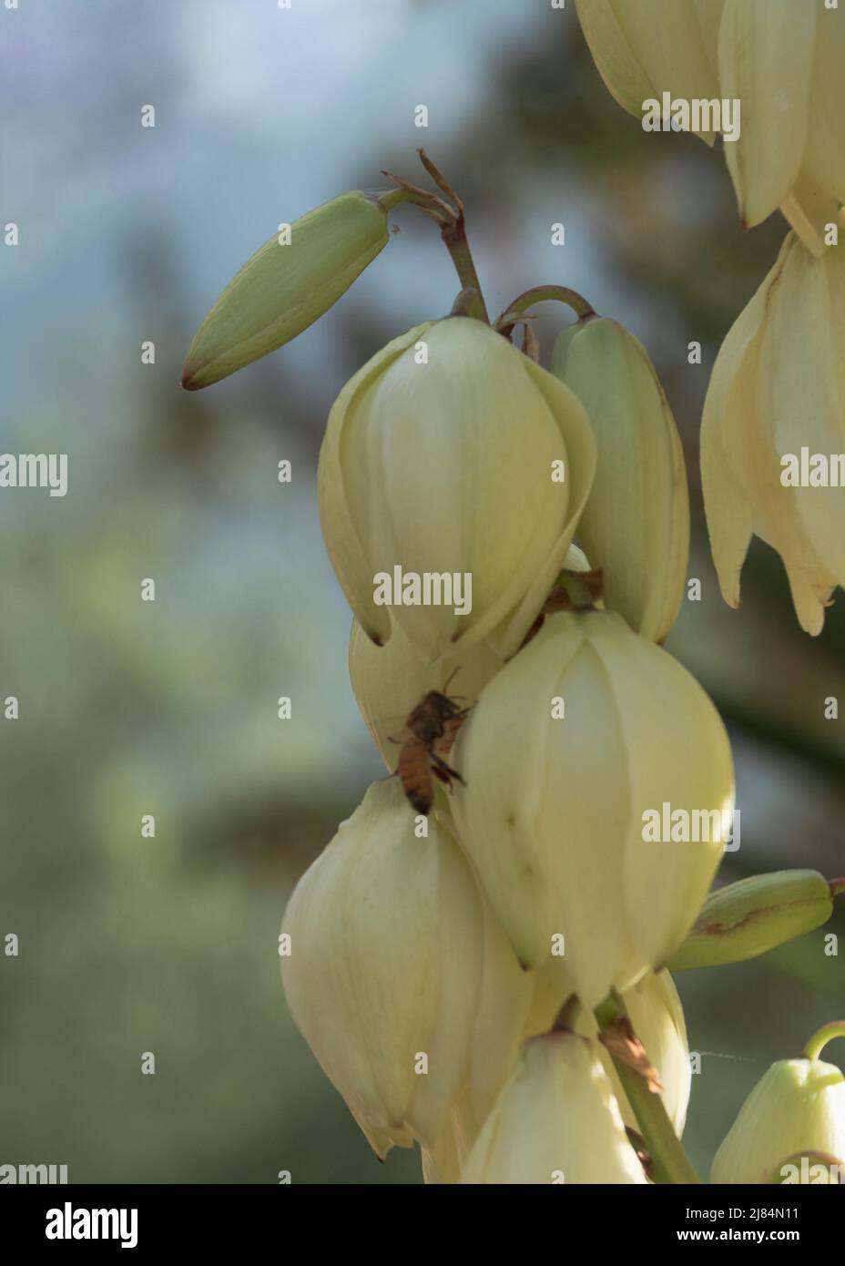 Flowers, creamy yellow white blooms of the Yucca plant on their scape or spire, flowering in an Australian country garden, NSW Australia Stock Photo