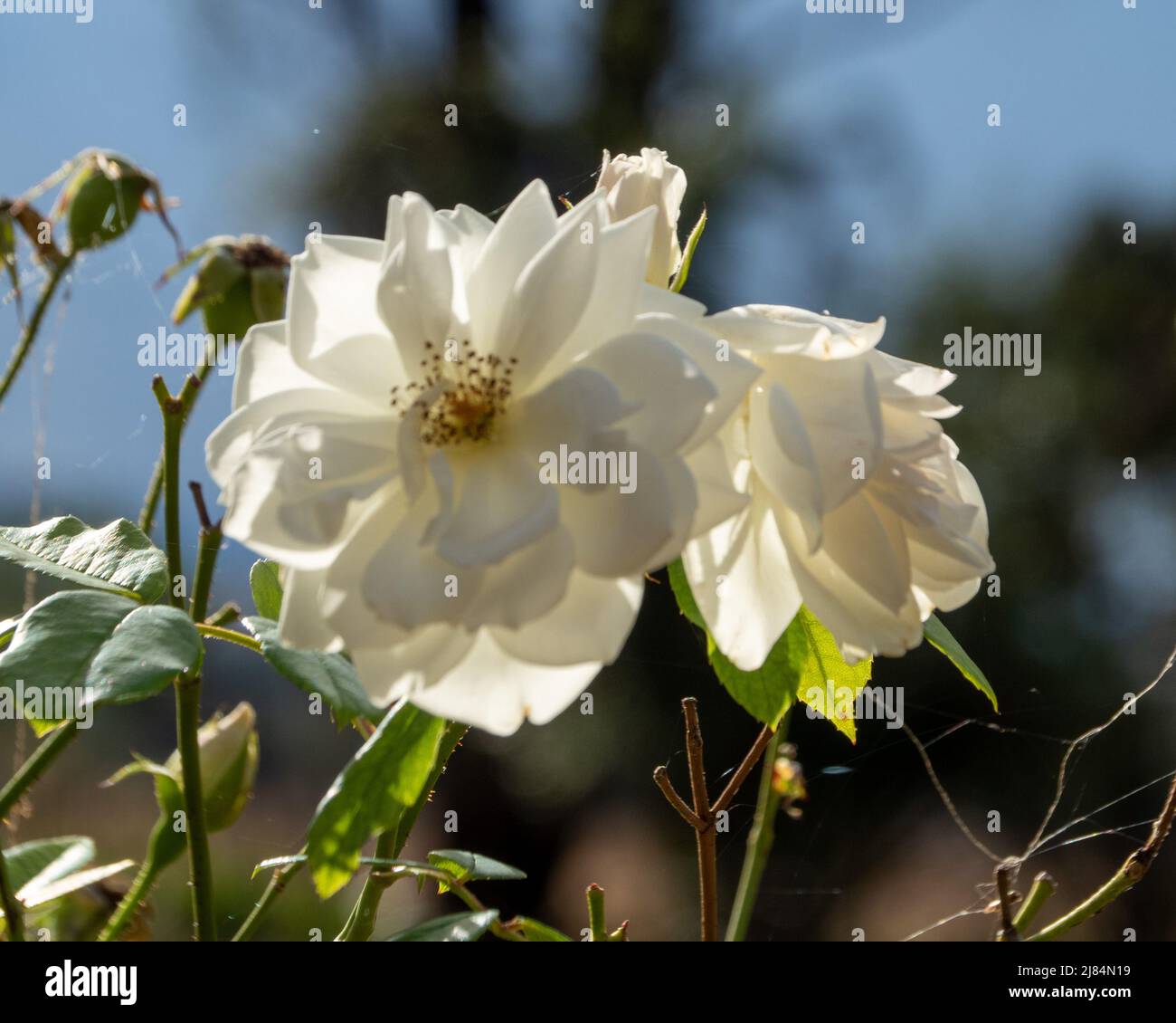 White Roses Australia Roses australia hi-res stock photography and images - Alamy