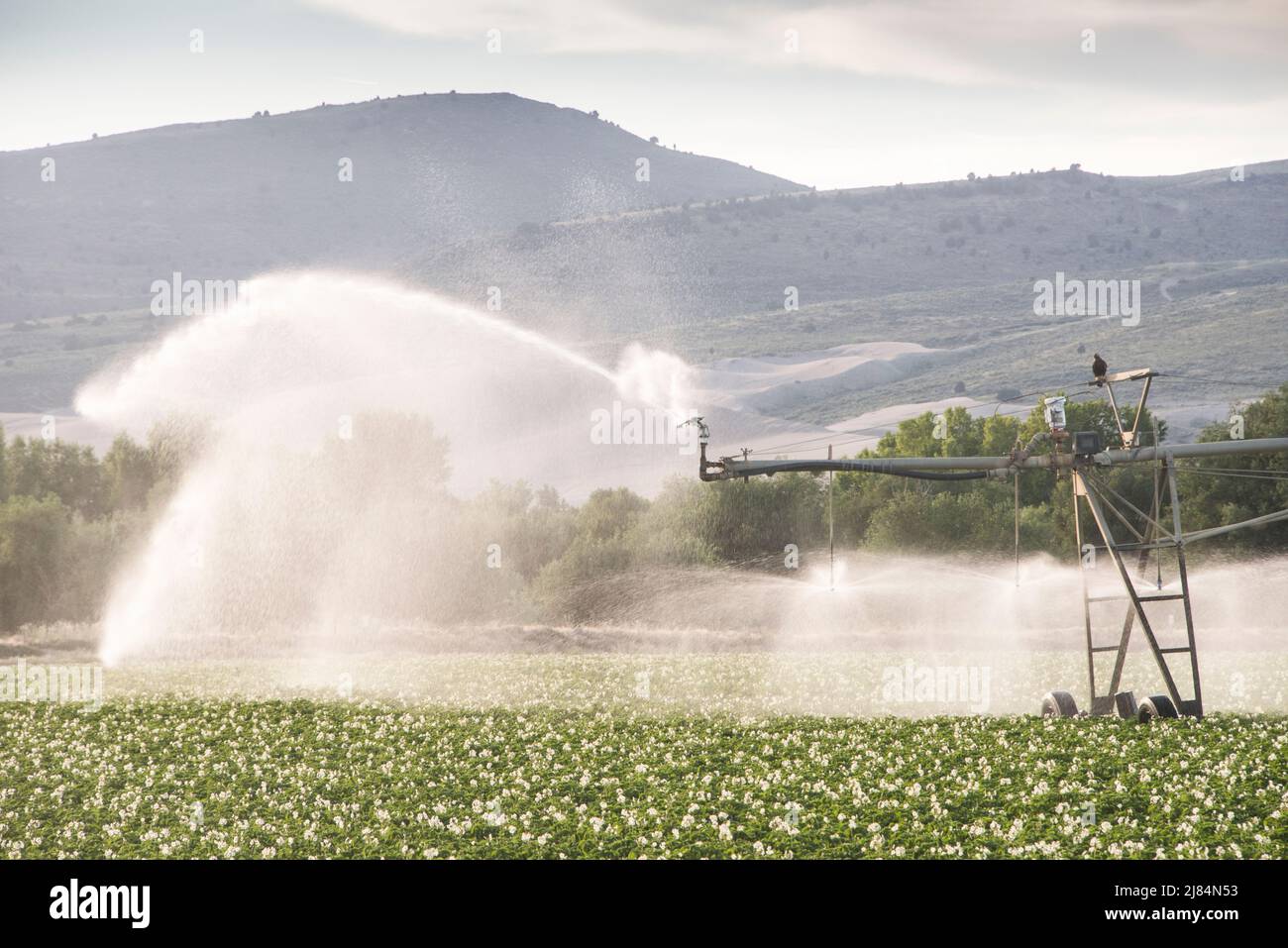 Flowering potato plants in field with irrigation, St Anthony, Idaho Stock Photo