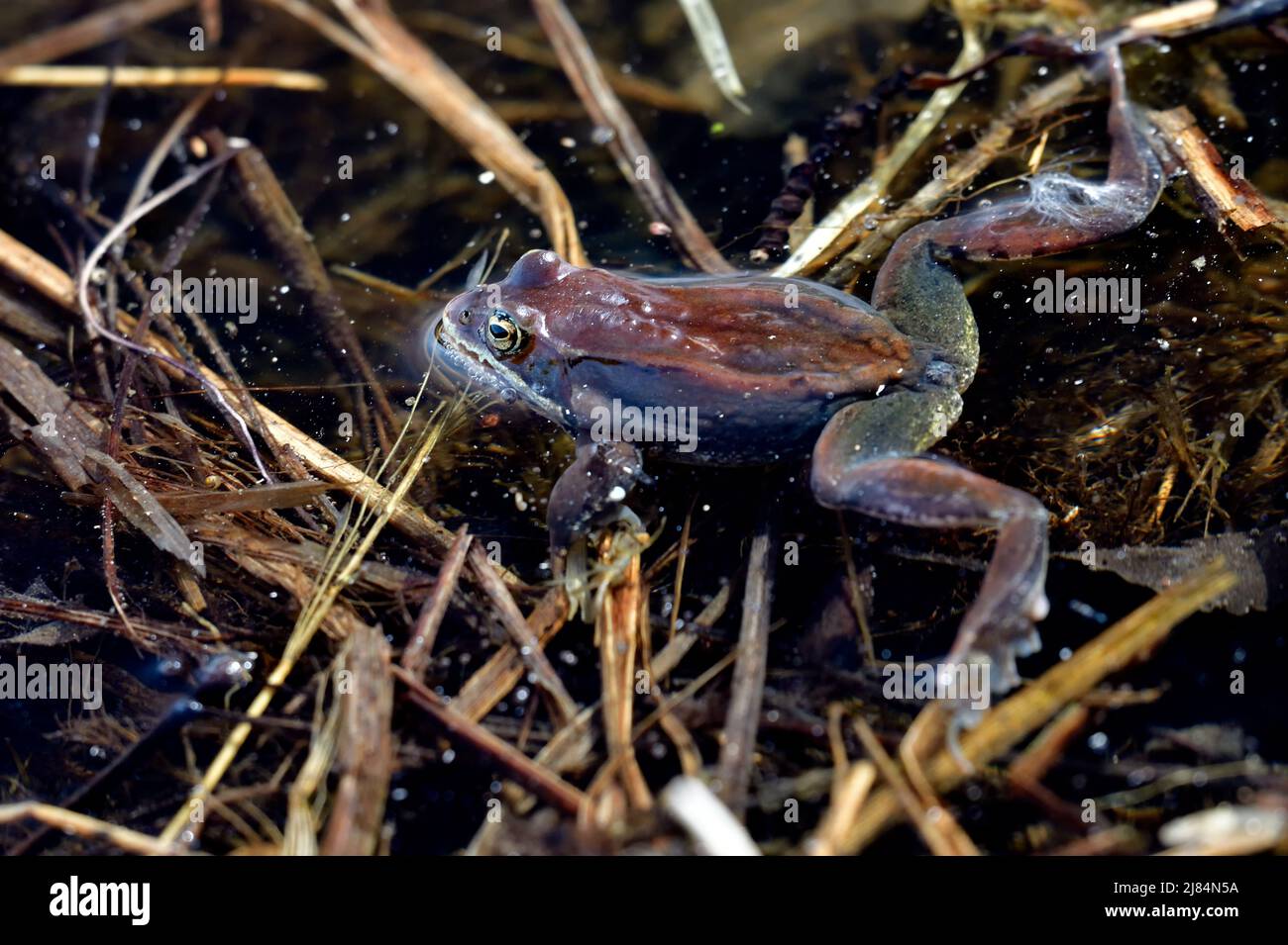 A top view of a wild wood frog  'Rana sylvatica', floating in shallow water in a wetland area in rural Alberta Canada. Stock Photo