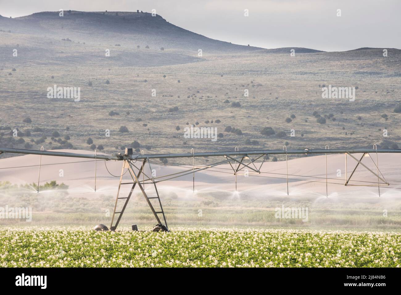 Flowering potato plants in field with irrigation, St Anthony, Idaho