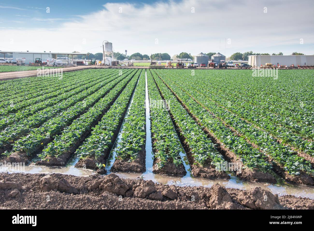 Vegetable crop being flood irrigated, between Yuma, Arizona and