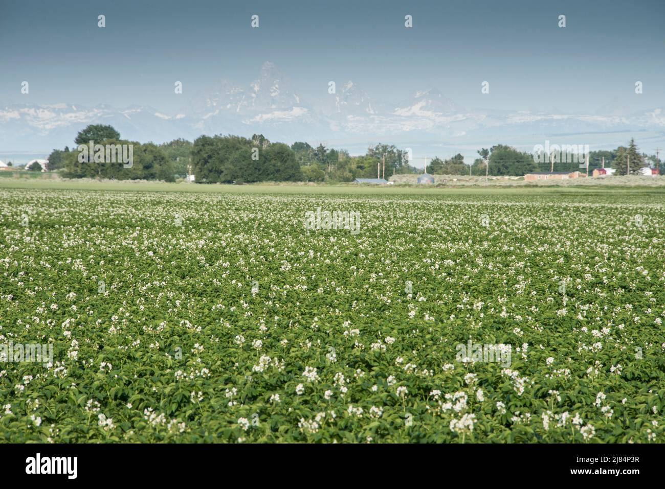 Flowering potatoes in field under irrigation, Egin Bench, St Anthony