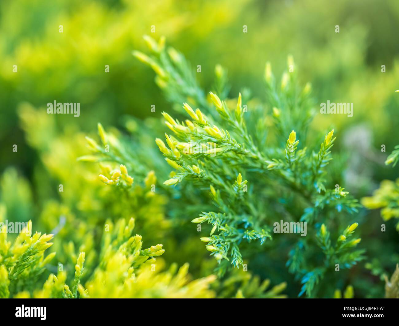 Thuja branches in spring. Fresh thuja branches in the sunset light