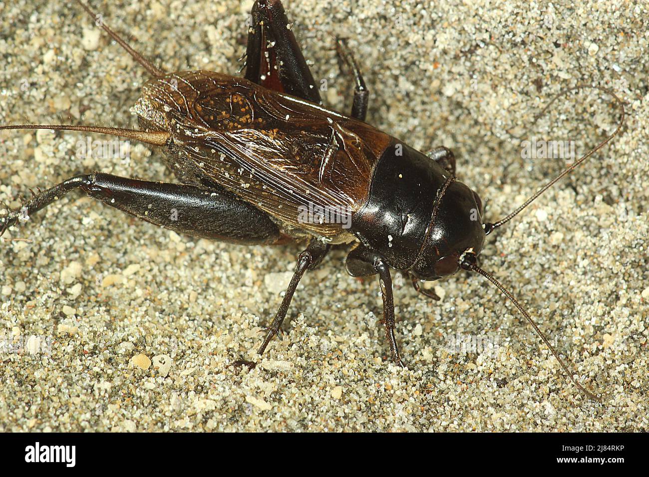 Black field cricket (Teleogryllus commodus) on sand Stock Photo Alamy