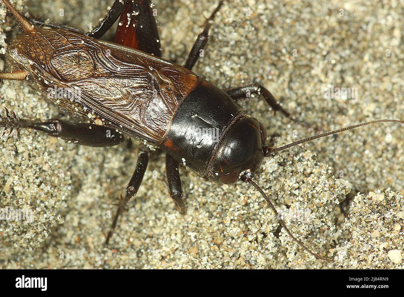 Black field cricket (Teleogryllus commodus) on sand Stock Photo Alamy