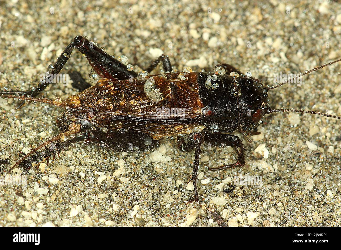 Black field cricket (Teleogryllus commodus) on sand Stock Photo Alamy