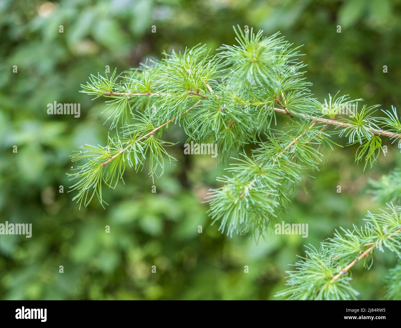 Young branches of larch. Closeup of green larch young needles. Larix sibirica, the Siberian larch or Russian larch. Stock Photo