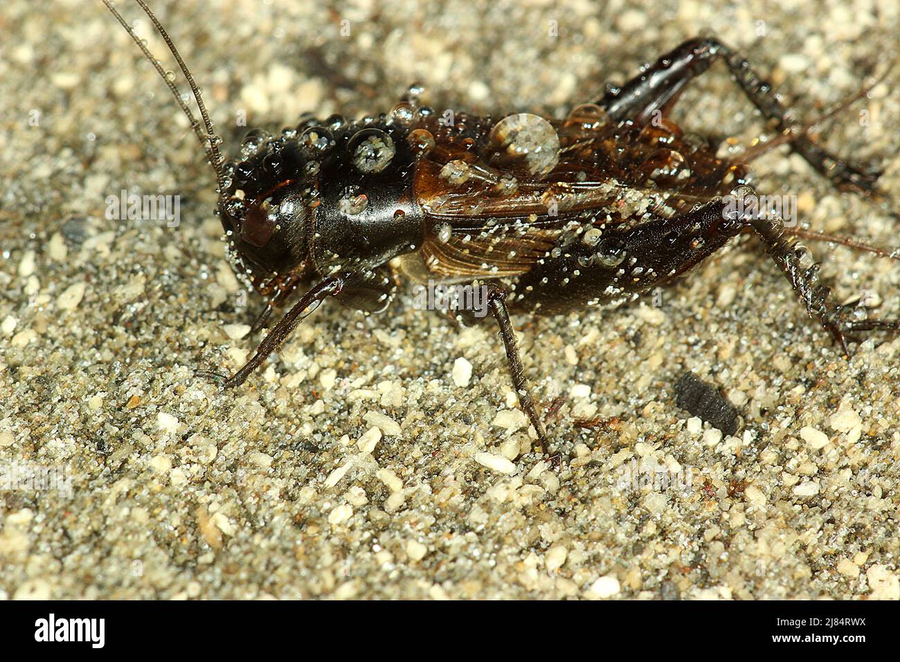 Black field cricket (Teleogryllus commodus) on sand Stock Photo Alamy