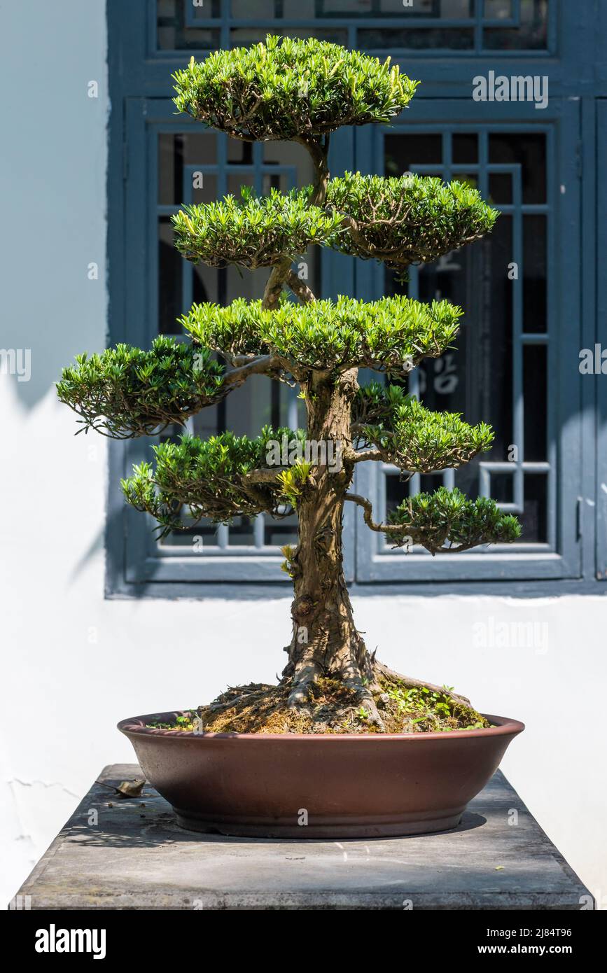 Bonsai tree in a park in China Stock Photo