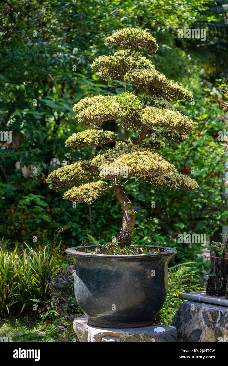 Bonsai tree in a park in China Stock Photo Alamy