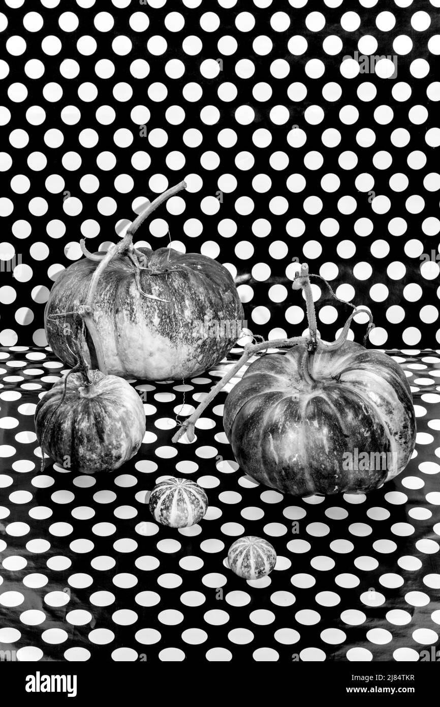 Still life with five different pumpkins on a black and white background Stock Photo