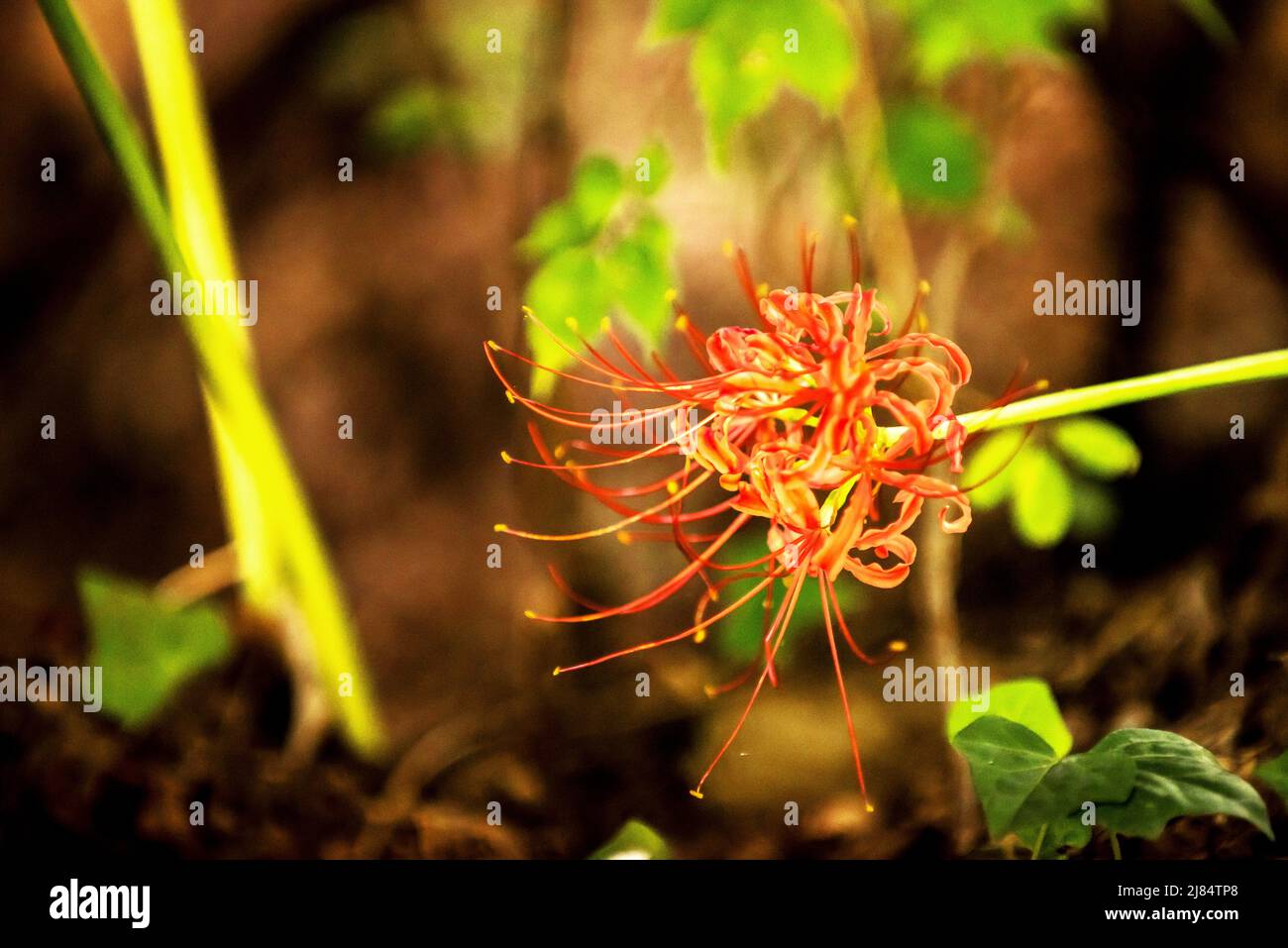 Beautiful red spider lily blossom flower, Cluster amaryllis. Stock Photo