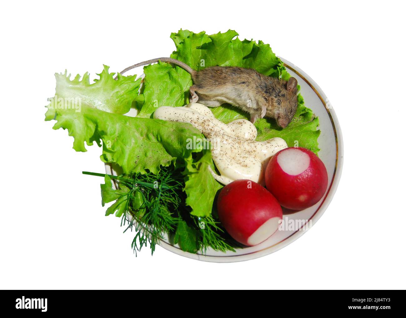 Dead mouse on a porcelain dish with radishes, dill, lettuce and sauce. Isolated on white Stock Photo