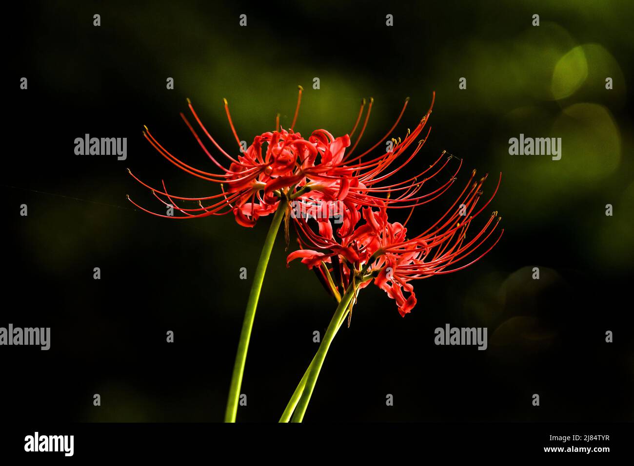 Beautiful red spider lily blossom flower, Cluster amaryllis Stock Photo