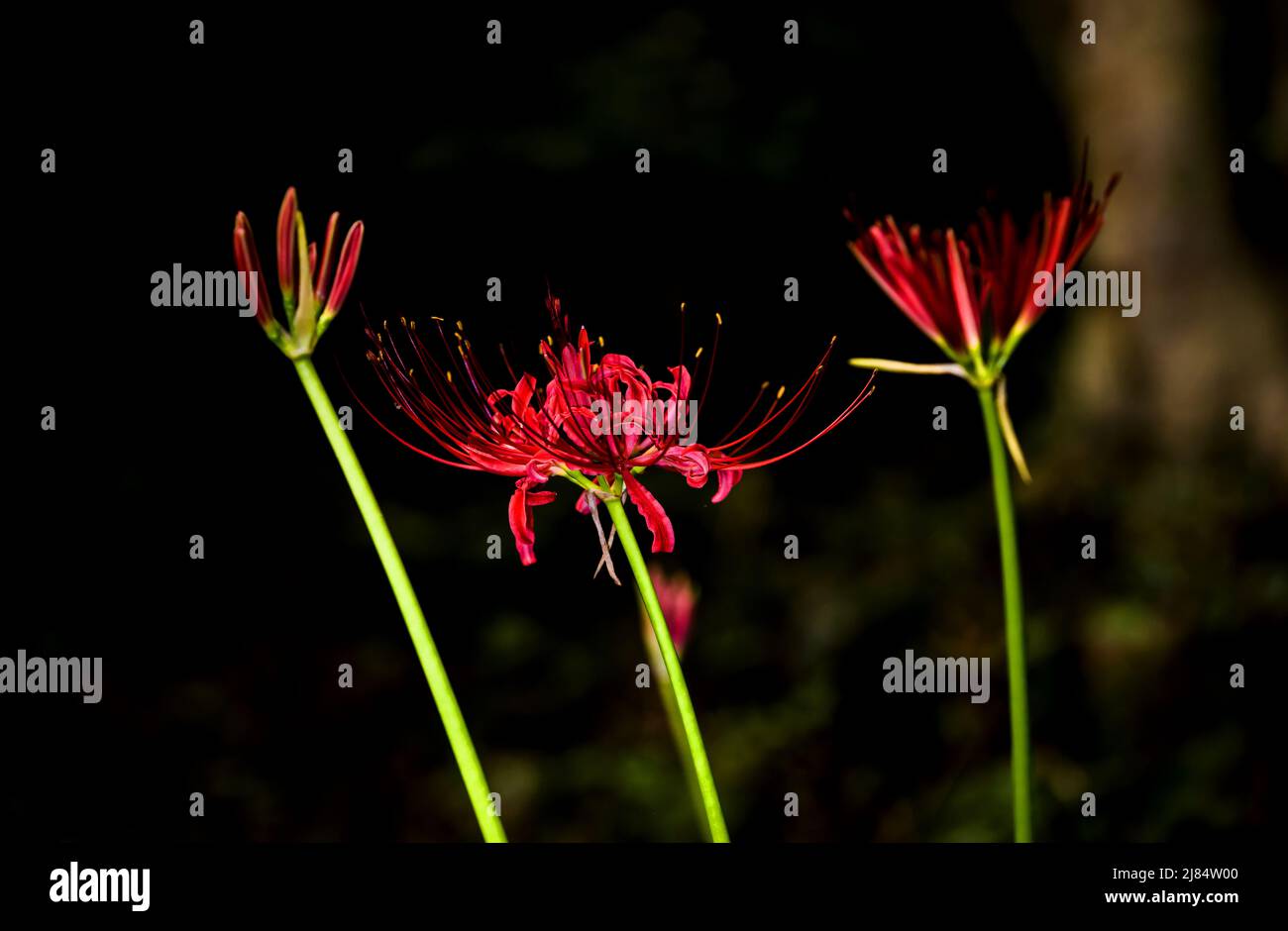 Beautiful red spider lily blossom flower, Cluster amaryllis. Stock Photo