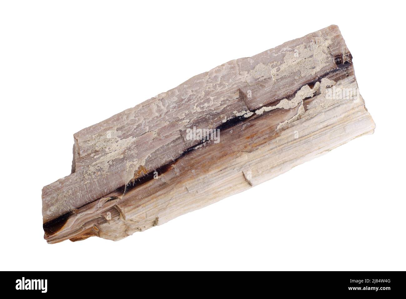 Petrified wood. Visible well-preserved wood structure. Isolated on ...