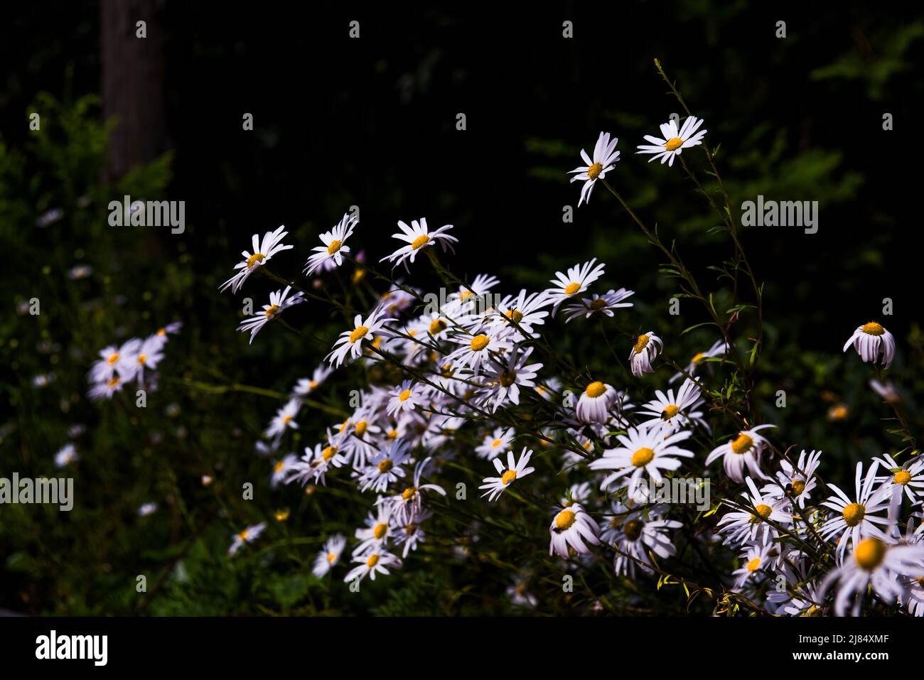 The beautiful Siberian chrysanthemum flower,Korean daisy flower Stock