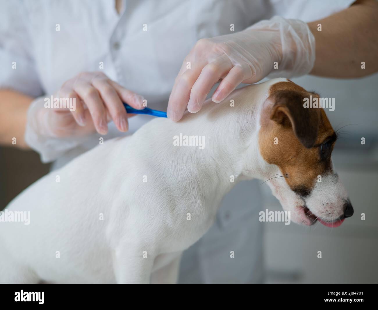 A veterinarian treats a dog from parasites by dripping medicine on the