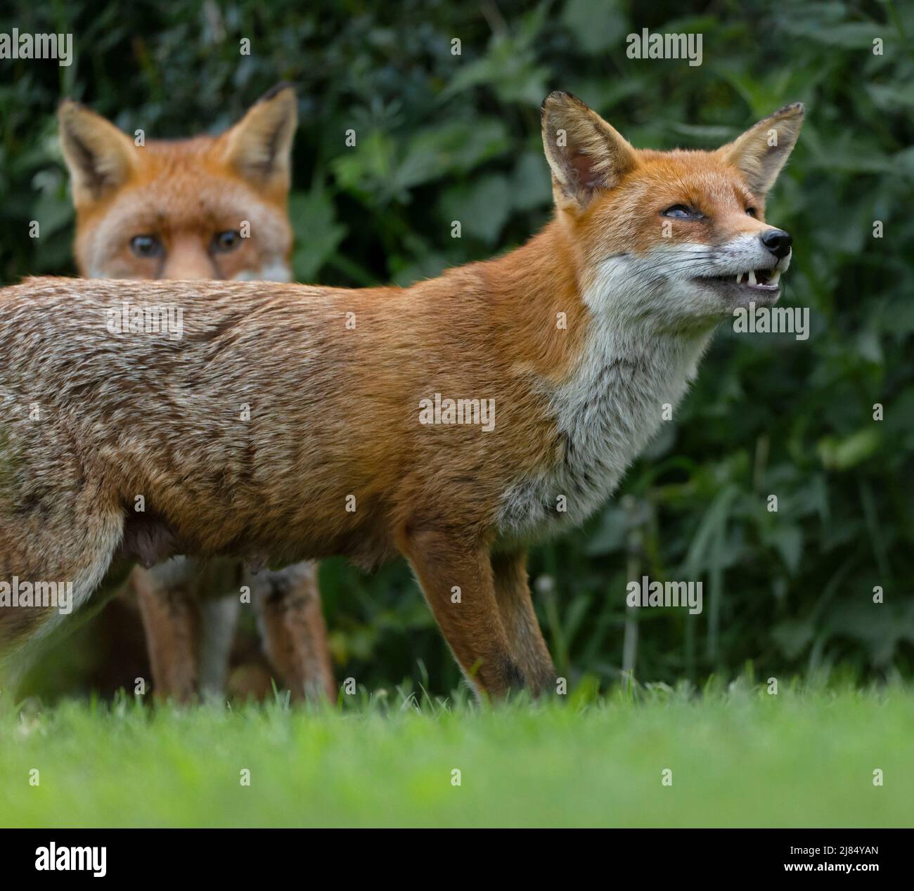 A wild Red Fox pair (Vulpes vulpes) on edge of undergrowth, Warwickshire Stock Photo